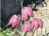  ?? PHOTO: GILLIAN VINE ?? Far from home . . . Snake’s head fritillari­a (F. meleagris) is native to Russia.