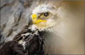  ??  ?? A 6½- to 7-week-old golden eagle nestling peers out from its nest June 17 in Tooele County, Utah.