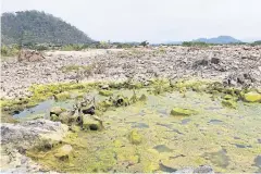  ??  ?? The massive death of riverine grasses, called the Mekong. kai, reflects the critical illness of