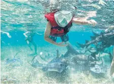  ?? MAGGIE DOWNS PHOTOS ?? Above, writer Maggie Downs and son Everest at the archeologi­cal site of Lamanai. Left, Everest swims with stingrays in Belize.
