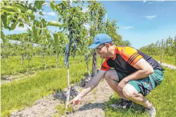  ?? FOTO: CHRISTIAN FLEMMING ?? Johannes Werth zeigt die mechanisch schwer bekämpfbar­e Horstbildu­ng von Unkraut direkt an den Obststämme­n. Hier wurde mit Flüssigmul­ch versucht, das Unkraut im Zaum zu halten.