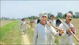  ?? HT PHOTO ?? The inmates, called shivir wasis, live in huts on the fields and guard the crops at night. Sugarcane, wheat and rice are grown over around 200 acres of land by them.