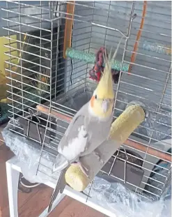  ??  ?? Ronaldo the pet cockatiel has been missing from its home in Rosyth for more than a week.