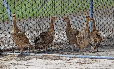  ?? DAVID SIKES / CORPUS CHRISTI CALLER-TIMES ?? A group of endangered Attwater prairie chickens roam at a Nature Conservanc­y site near Goliad last month. Little of the bird’s old extensive habitat in Texas and Louisiana remains today.