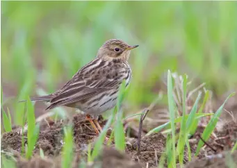  ?? ?? SIX: Red-throated Pipit (Grobnik, Croatia, 13 May 2010). The subtle red-orange hues in this bird’s superciliu­m, submoustac­hial area, chin and throat are sufficient to identify it as a Redthroate­d Pipit. The other features of the species are apparent here too, notably the boldly marked flanks and, particular­ly obvious on this individual, a very boldly lined mantle with very strong pale ‘braces’ at the mantle sides.