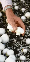  ?? Foto: dpa ?? Champignon­s sind in Deutschlan­d sehr beliebt. Sie wachsen auch in dunklen Räumen.