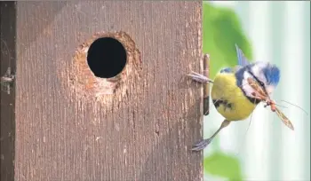  ??  ?? A blue tit at a nest box.