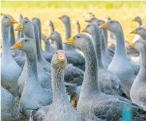  ?? — GETTY IMAGES FILES ?? Foie gras production has hit a ceiling of 11,000 tons this year in France.