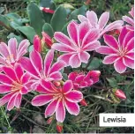  ??  ?? Lewisia