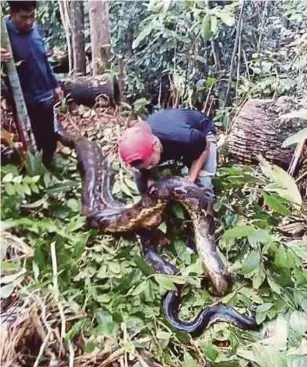  ?? [FOTO IHSAN PENDUDUK] ?? Ular sawa betina gergasi yang ditemui Tinsung dalam lubang kayu balak, di kawasan belukar Sungai Kelawit, Bintulu.