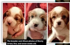  ??  ?? The breeder sent Alison photos of Monty at two, five, and seven weeks old.