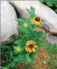  ??  ?? The perennial sneezeweed blooms in late summer and fall. The name is said to refer to the plant’s onetime use in snuff, dried plant powder inhaled to cause sneezing — to expel evil spirits.