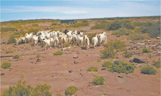  ??  ?? A CAMPO. En el NE cordobes Las cabras se crían totalmente a campo, en ambientes sin contaminac­ión, comiendo frutos y pasturas naturales.