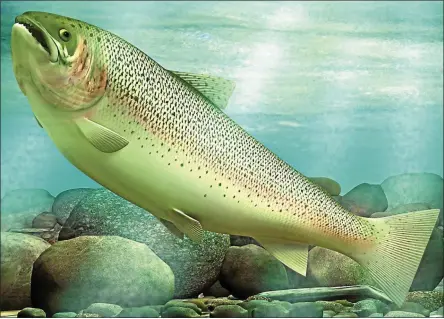  ?? FILE PHOTO ?? Trout season begins locally on April 1.