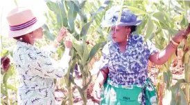  ?? ?? First Lady Dr Auxillia Mnangagwa and her Batswana counterpar­t Mrs Neo Jane Masisi admire maize crops during an AGRIC4SHE field day at Mrs Plaxedes Chifokoyo’s homestead in Mashonalan­d East yesterday