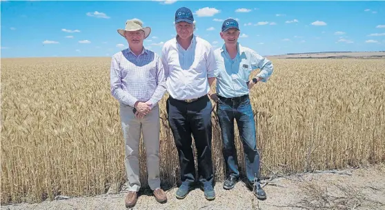  ??  ?? Colegas. De izq. a der., Ross Kingwell, David Hughes y Peter White, en un lote de trigo en Curjardine, en pleno cinturón triguero australian­o.