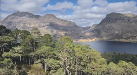  ?? Photograph: Lorne Gill/SNH ?? Scots pines at Beinn Eighe National Nature Reserve.