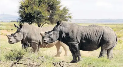  ?? PHOTO: REUTERS ?? Lastminute efforts . . . A UK conservati­on project is under way in a bid to save black rhinos, one of the world’s most endangered animals.