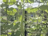  ??  ?? Long gourd . . . A Tromboncin­o zucchini needs a tall frame for the long fruit.