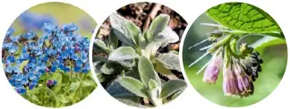  ??  ?? TOP PLANTS FOR SOLITARY BEES LUNGWORT (pulmonaria) LAMB’S EAR (Stachys byzantina) COMFREY (symphytum)