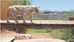  ?? BRET JASPERS/KJZZ ?? Chalet the tiger parades before a small crowd at Out of Africa Wildlife Park in Camp Verde.