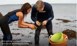  ??  ?? Harvesting seaweed in Maine with local chef Melissa Kelly