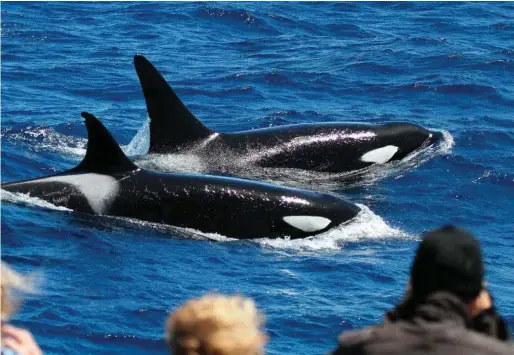  ??  ?? Identified by their distinctiv­e dorsal fins, Cookie (a female, at left) and El Notcho (a male) have been spotted here repeatedly since 2014. Orcas can travel at speeds of up to 40 knots, weigh up to 6t and grow to lengths of 10m. Their teeth alone can...