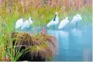  ?? Photo / Ian Ashmore ?? Royal spoonbills, kō tuku ngutupapa, in the Waihi wetland during a downpour.