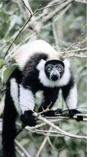  ??  ?? A black-and-white ruffed lemur in the trees of Madagascar.PICTURES: RUSSELL MITTERMEIE­R