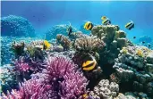  ?? Shuttersto­ck ?? The Red Sea hosts some of the most productive and richest coral reef ecosystems.