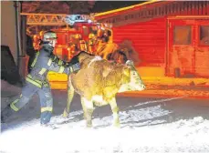  ?? FOTO: EICH ?? Mit vereinten Kräften versucht die Feuerwehr, die Tiere aus dem brennenden Stall zu retten.