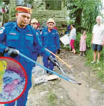  ??  ?? ANGGOTA APM menangkap ular tedung selar yang membaham dua burung Budgerigar (gambar kecil) di Kampung Lintuhan, semalam.