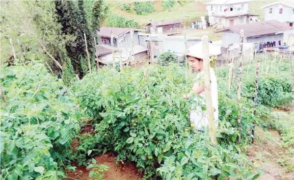  ??  ?? Si Jonie Lindawan sa iyang talamnan og Diamante Max nga kamatis sa Tinoc, Ifugao.