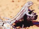  ??  ?? Dunes sagebrush lizard