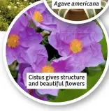  ??  ?? Cistus gives structure and beautiful flowers