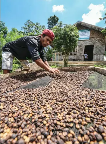  ??  ?? A worker sorts beans by hand. Discolored or whitish coffee beans have to be kept out either by hand or with the use of sorting belts, thecoffeeg­uide. org explains, otherwise the final roast’s quality suffers.