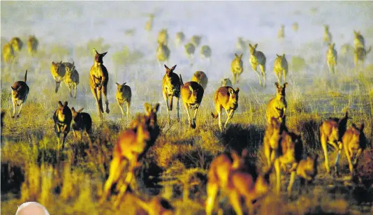  ??  ?? Malcolm Turnbull has introduced an A$141 million package to help farmers cope with the drought, while farmers are planning to control kangaroo population­s.