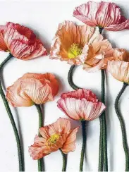  ?? Fleur McHarg / “The Flower Expert” ?? Encourage a closed poppy to open by gently peeling off the outer casing.