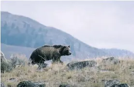  ?? AP FILES ?? The National Rifle Associatio­n and Safari Club Internatio­nal are asking a judge to make sure their members can hunt grizzly bears in the three-state Yellowston­e region.