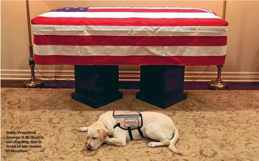  ?? AP ?? Sully, President George H.W. Bush’s service dog, lies in front of his casket in Houston.