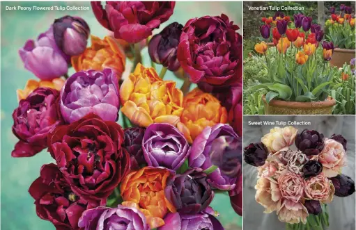  ??  ?? Dark Peony Flowered Tulip Collection
Venetian Tulip Collection
Sweet Wine Tulip Collection