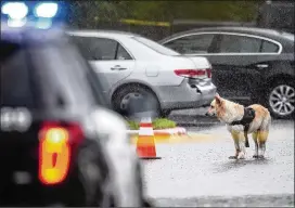  ?? NICK WAGNER / AMERICAN-STATESMAN ?? A dog stands near the body of a man shot dead in the 1500 block of East Parmer Lane in Austin on Tuesday. Neighbors believed the dog’s owner was the man killed Tuesday afternoon.