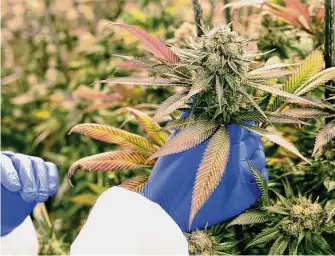  ?? Arnold Gold/Hearst Connecticu­t Media file photo ?? Cherry Punch cannabis plants grow in a room with yellow light at the CTPharma cultivatio­n facility in Rocky Hill last year.