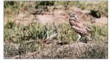  ??  ?? A burrowing owl hunts for prairie dogs in the American Prairie Reserve. Its long legs allow it to spring along the ground after prey.