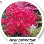  ?? ?? Acer palmatum ‘Osakazuki’
