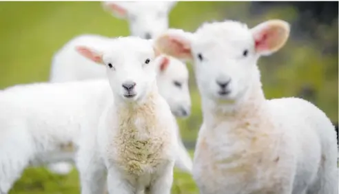  ?? Photo / NZME ?? A large yarding of spring lambs proved harder to sell than expected at Stortford Lodge yesterday.