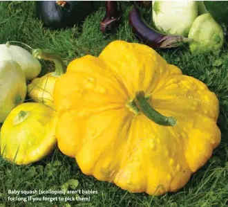  ??  ?? Baby squash (scallopini) aren’t babies for long if you forget to pick them!