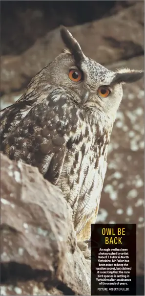  ??  ?? An eagle owl has been photograph­ed by artist Robert E Fuller in North Yorkshire. Mr Fuller has been asked to keep the location secret, but claimed it is exciting that the rare bird species is settling in Yorkshire after an absence of thousands of years.