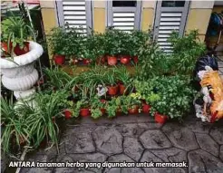  ??  ?? ANTARA tanaman herba yang digunakan untuk memasak.