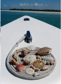  ??  ?? The bounty from a day of shelling: sand dollars, whelks, olive shells and more.